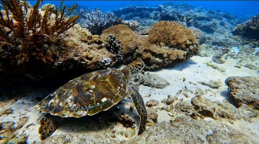 Bali: Snorkeling Trip to Blue Lagoon with Private Pickup Car - Detailed Review of the Experience