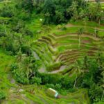 Bali Sunrise Trekking and Full-Day Trip in Ubud Best Destination - Exploring Bali’s Iconic Rice Terraces and Monkey Forest