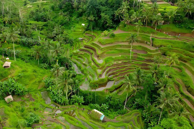 Bali Sunrise Trekking and Full-Day Trip in Ubud Best Destination - Exploring Bali’s Iconic Rice Terraces and Monkey Forest