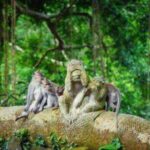 Bali: Swing And Ubud Tour - Pricing and Value
