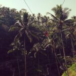 Bali swing, Waterfall, Tanah lot Tour - What’s Included and What’s Not