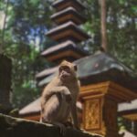 Bali: Tanah Lot, Monkey Forest, & Waterfalls Full-day Tour - Why This Tour Offers Real Value