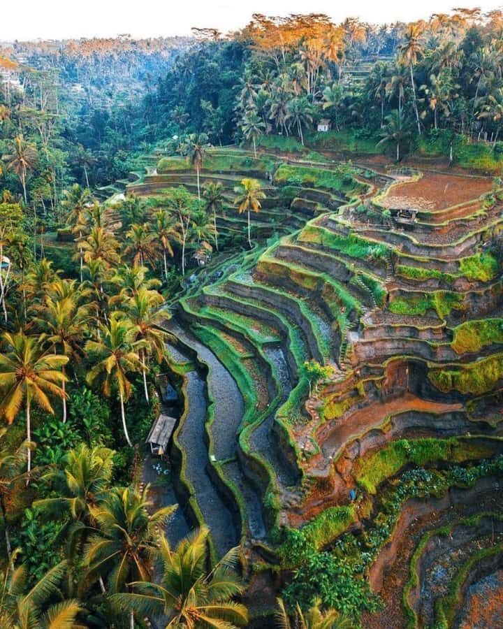 Bali: Temple, Waterfall, and Rice Terrace Private Tour - The Majestic Rice Terraces: UNESCO-Recognized Beauty