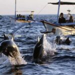 Bali Tour: Ethical Dolphin Swim Experience in Lovina - Why You Should Consider This Tour