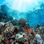 Bali Tulamben: Liberty Shipwreck Snorkeling & Kayak Day Trip - What Makes This Tour Stand Out?