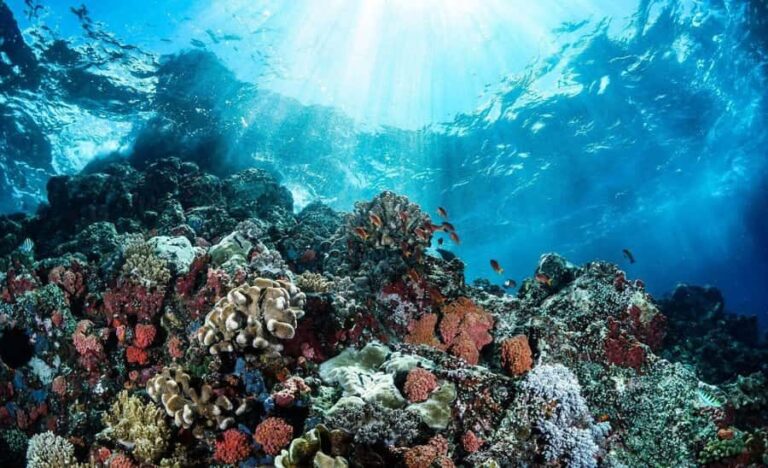 Bali Tulamben: Liberty Shipwreck Snorkeling & Kayak Day Trip - What Makes This Tour Stand Out?