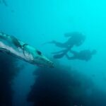 Bali: Tulamben Scuba Diving at USS Liberty Shipwreck - The Practicalities & Value