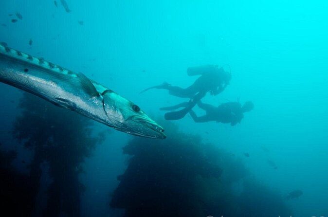 Bali: Tulamben Scuba Diving at USS Liberty Shipwreck - The Practicalities & Value
