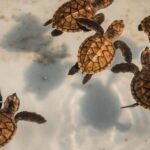 Bali: Turtle Conservation and Education Center Tour - Exploring the Itinerary and What to Expect