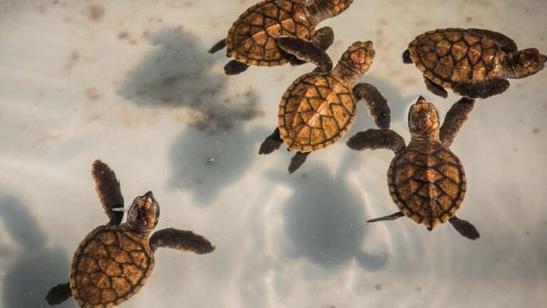 Bali: Turtle Conservation and Education Center Tour - Exploring the Itinerary and What to Expect