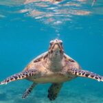 Bali: Turtle Island, and Beaches - Private Tour - Transportation, Timing, and Group Experience
