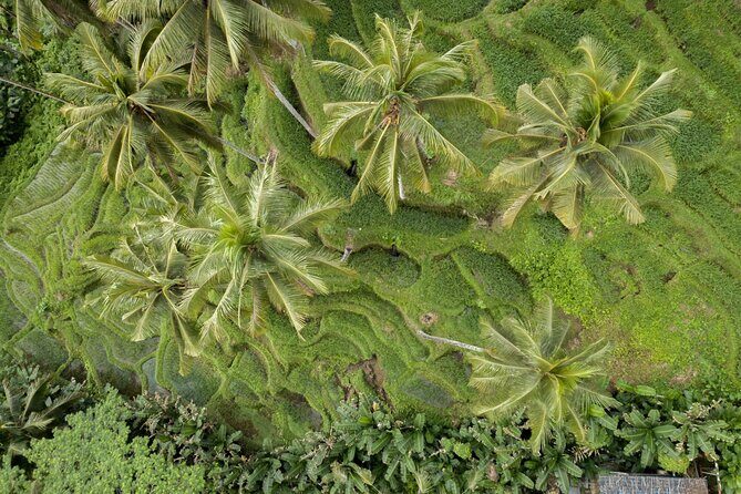 Bali Ubud : Full or Half Day Private Adventure Tour - The Sum Up