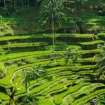 Bali: Ubud Highlight Tour With Flexible Itinerary Options - FAQ