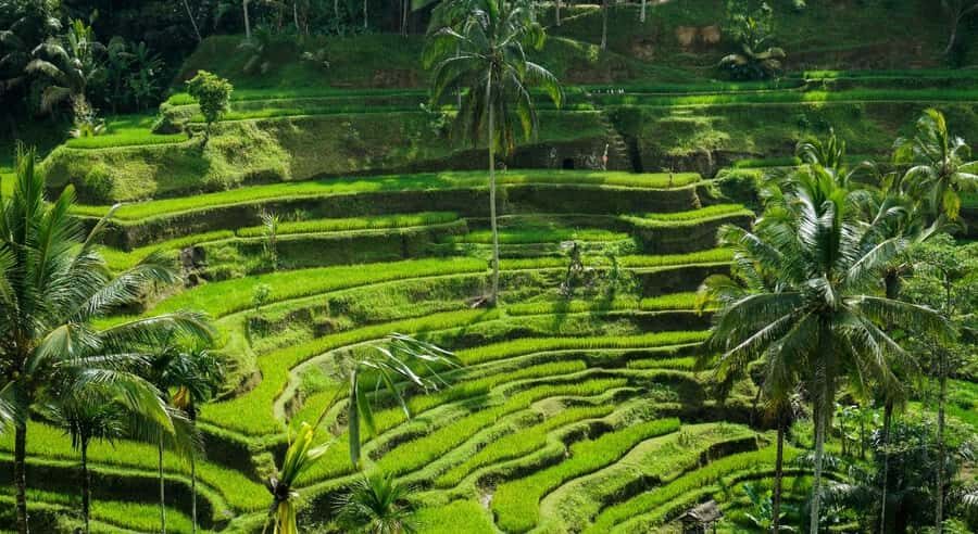 Bali: Ubud Highlight Tour With Flexible Itinerary Options - FAQ