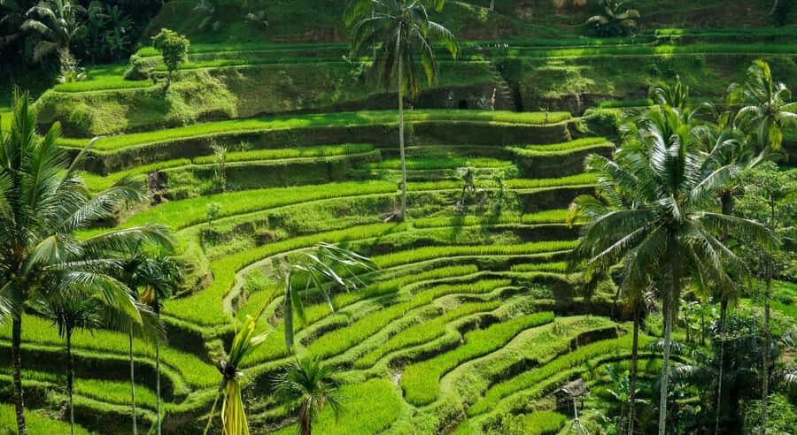 Bali: Ubud Private Tour with Waterfalls and Jungle Swing - What to Expect During the Day