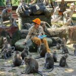 Bali: UNIQUE ACTIVITY OF FEEDING MONKEYS - Detailed Breakdown of the Tour