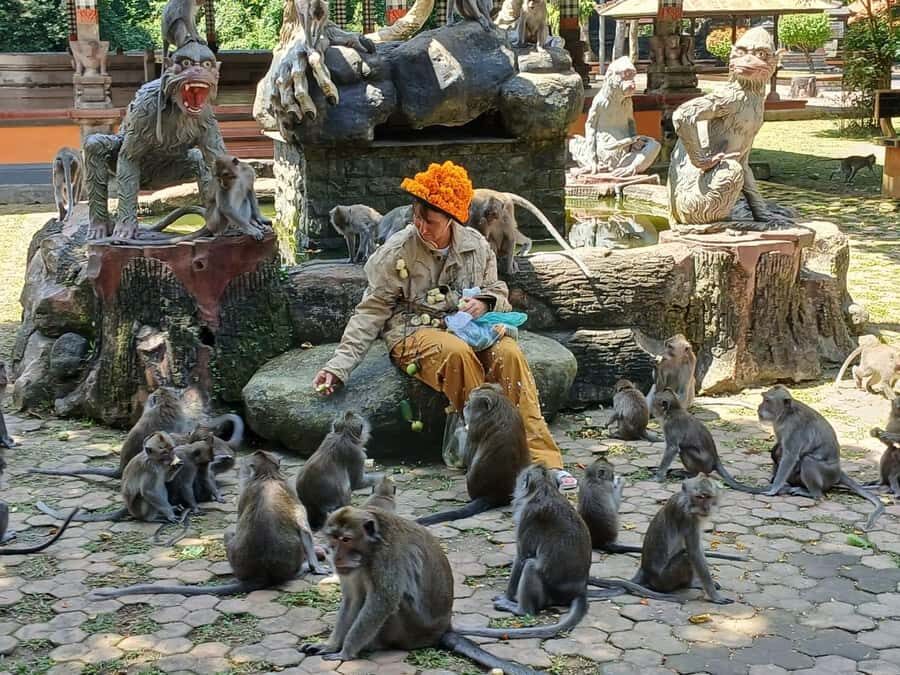 Bali: UNIQUE ACTIVITY OF FEEDING MONKEYS - Detailed Breakdown of the Tour