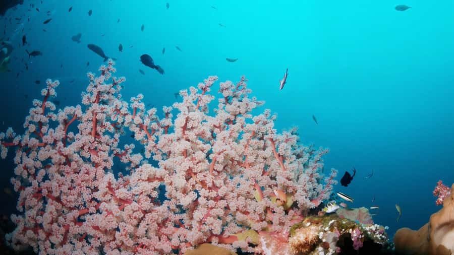 BALI: USAT SHIPWRECK DIVE WITH HOTEL TRANSFERS & LUNCH - What to Expect on the Tour