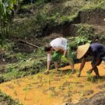 Bali Village Sunset Experience  Jamu, Local Sweets & Dinner - Baking Balinese Sweets with a Local Chef