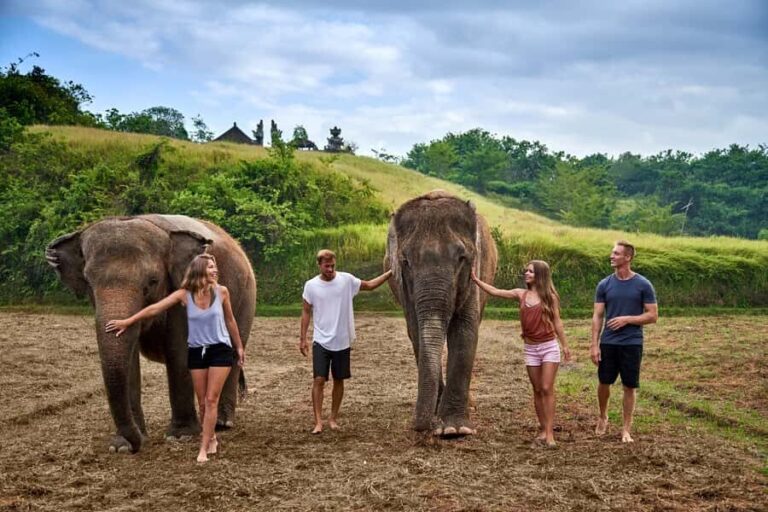 Bali Zoo: Guided Ethical Elephant Care Experience - What to Expect During the Tour