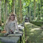 Balinese Cooking Class and Jatiluwih Rice Terrace Walking Tour - Practical Details and Value