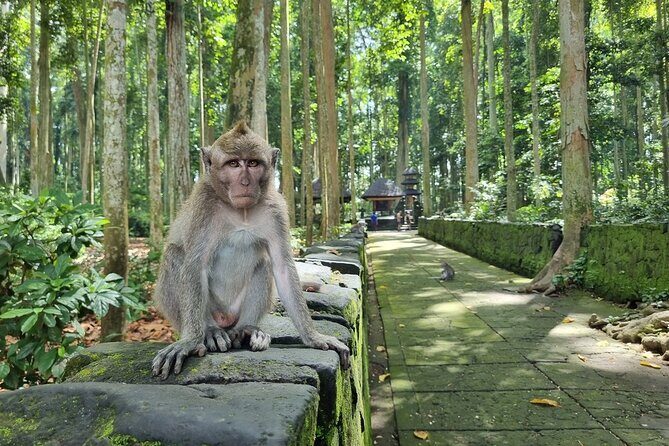 Balinese Cooking Class and Jatiluwih Rice Terrace Walking Tour - Practical Details and Value