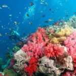 Bamboo/Yawasam/4Island Snorkeling Trip By Luxury Speed Boat - Why This Tour Offers Real Value