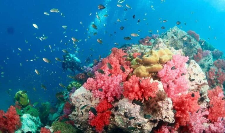 Bamboo/Yawasam/4Island Snorkeling Trip By Luxury Speed Boat - Why This Tour Offers Real Value