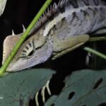 Ban Khao Sok: Rafting, Cooking, & Night Jungle Trek Tour - The Itinerary in Detail