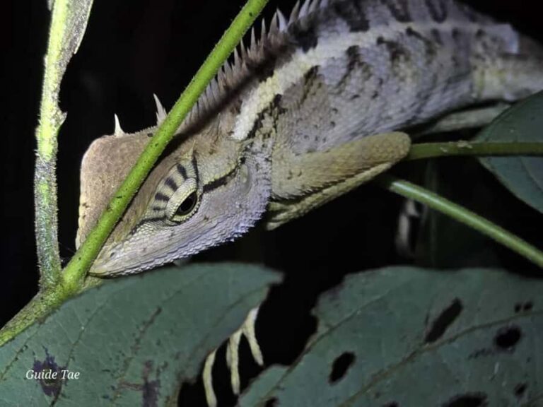 Ban Khao Sok: Rafting, Cooking, & Night Jungle Trek Tour - The Itinerary in Detail