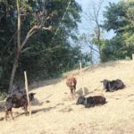 Bandipur: First hand rural cultural experience at homestay - What to Expect During Your Rural Stay