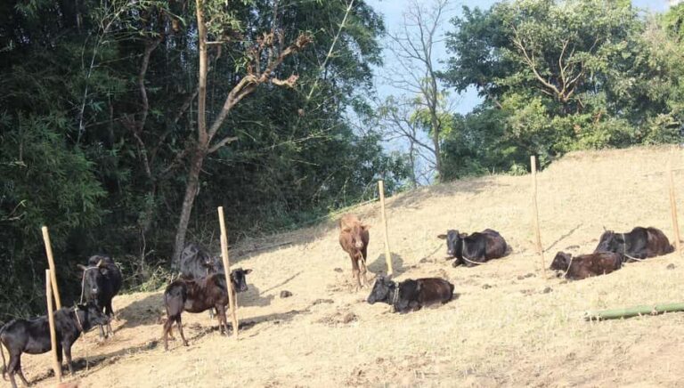 Bandipur: First hand rural cultural experience at homestay - What to Expect During Your Rural Stay