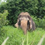 Bangkok: Elephant Sanctuary Guided Tour with Hotel Transfers - An In-Depth Look at the Tour Experience