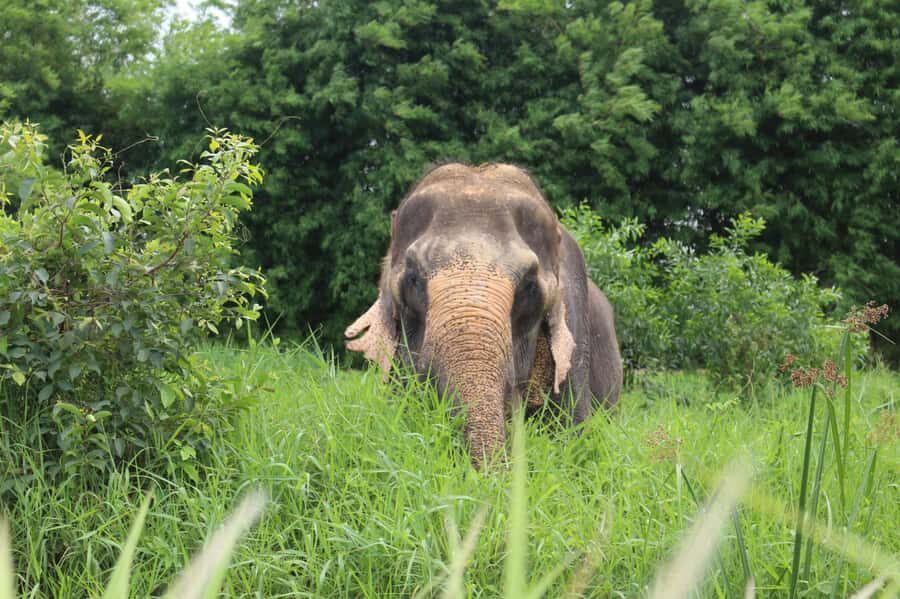 Bangkok: Elephant Sanctuary Guided Tour with Hotel Transfers - An In-Depth Look at the Tour Experience