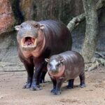 Bangkok: Elephant Sanctuary &Khao Kheow Open Zoo (Moodeng) - What Travelers Are Saying