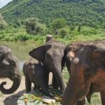 Bangkok: Elephants World & Erawan Waterfall in Kanchanaburi - Who This Tour Is Perfect For