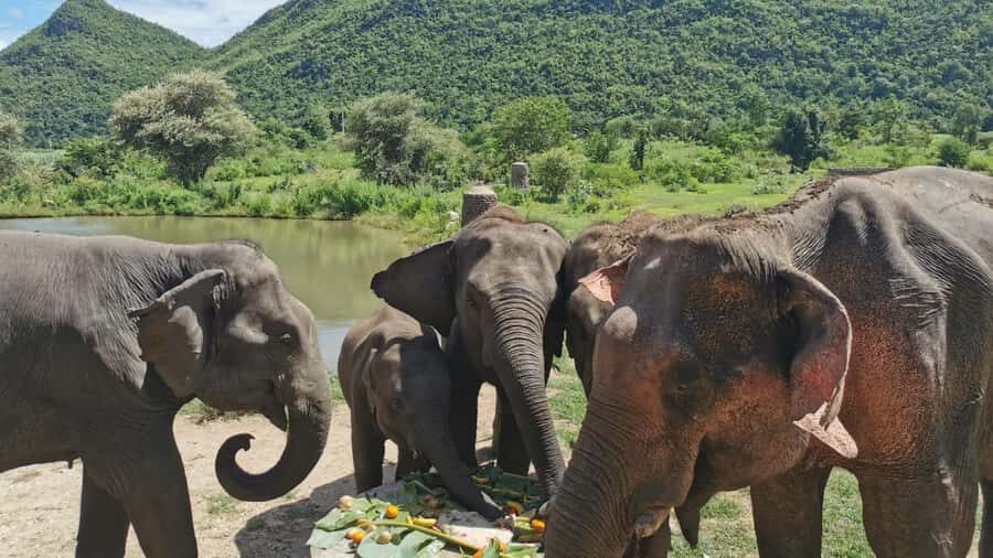 Bangkok: Elephants World & Erawan Waterfall in Kanchanaburi - Who This Tour Is Perfect For