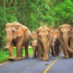 Bangkok: Khao Yai National Park with Horseback Ride Day Trip - What to Expect: Practical Details