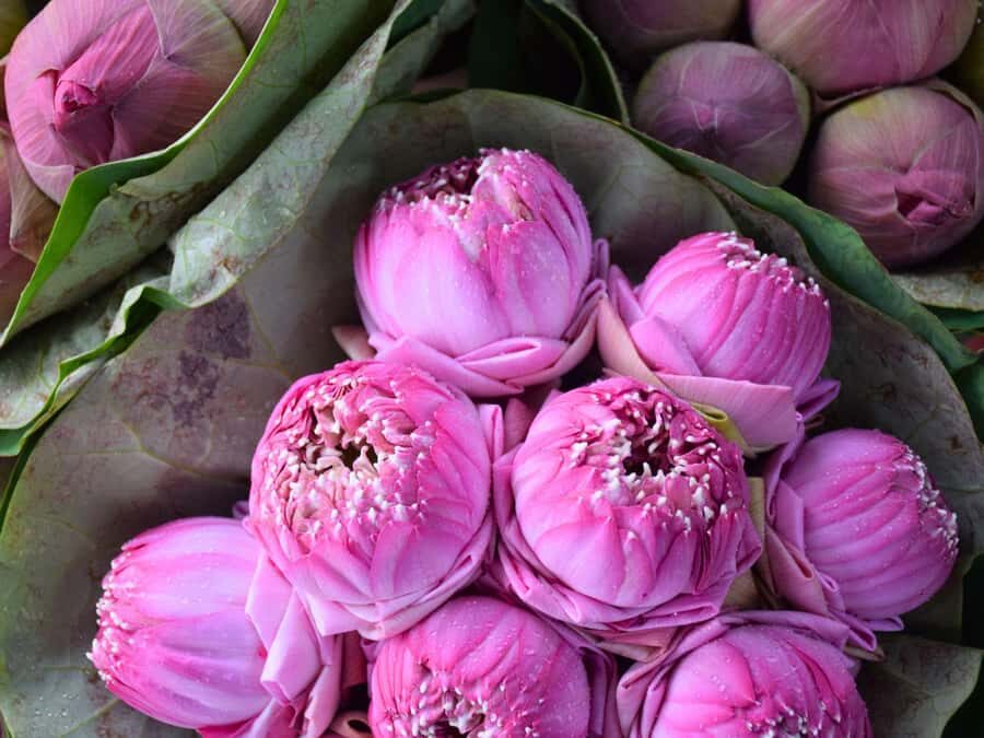 Bangkok: Lotus Fields, Orchid Farm, and Flower Market Tour