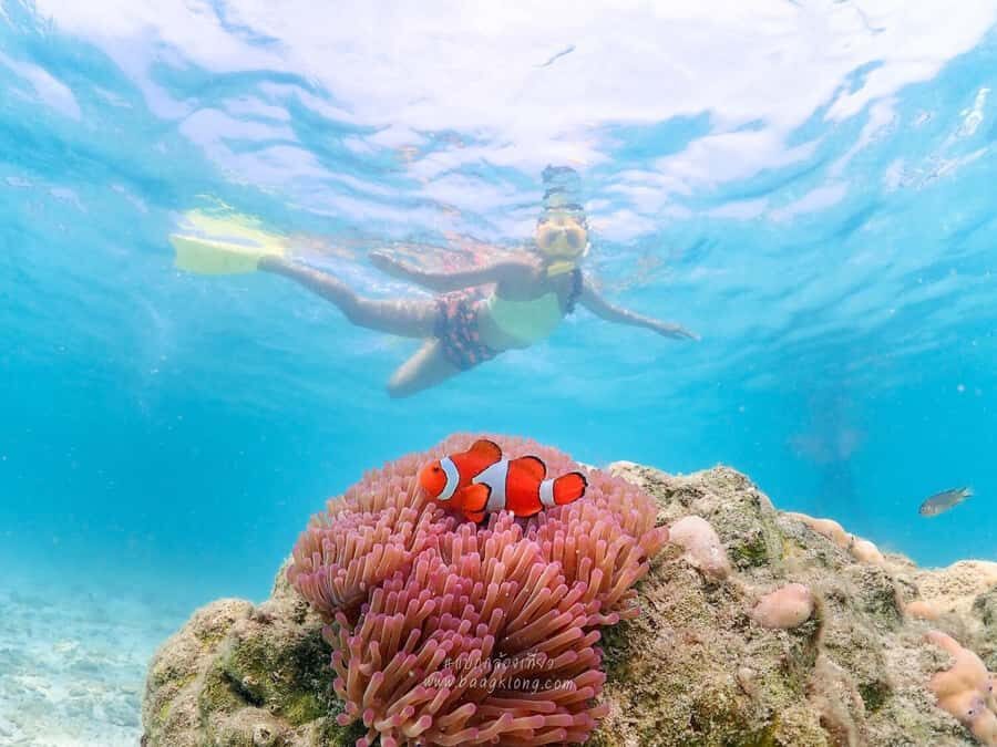 Bangkok: Nemo Island Day Trip with Drone Photos and Lunch - The Highlight: Snorkeling and Marine Life