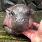 Bangkok to Moo Deng: Private Transfer To Khao Kheow Zoo - Who Will Love This Tour?