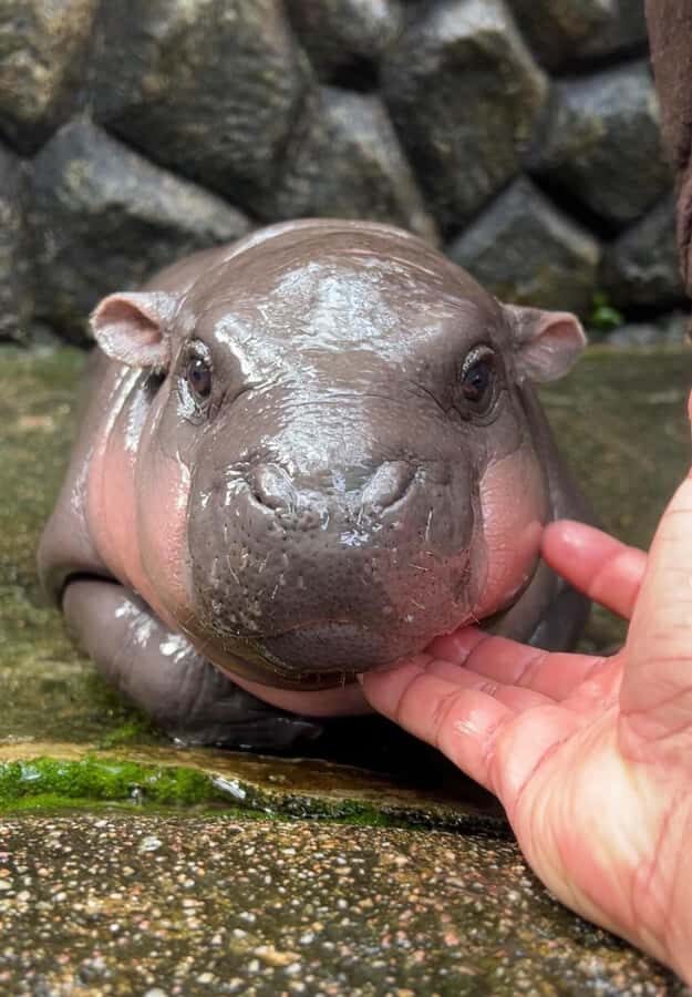 Bangkok to Moo Deng: Private Transfer To Khao Kheow Zoo - Who Will Love This Tour?