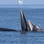 Bangkok: Whale Watching Experience with Breakfast and Lunch - The Itinerary: What to Expect