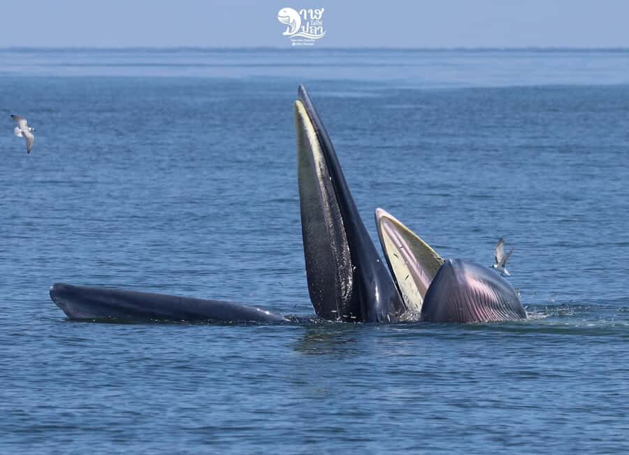 Bangkok: Whale Watching Experience with Breakfast and Lunch - The Itinerary: What to Expect