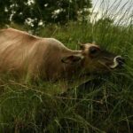 Banyuwangi: Alas Purwo National Park & G-Land Beach Tour - Highlights of the Experience