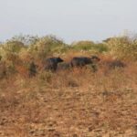 Banyuwangi: Jagir Waterfall & Baluran National Park Tour - What to Expect from the Experience