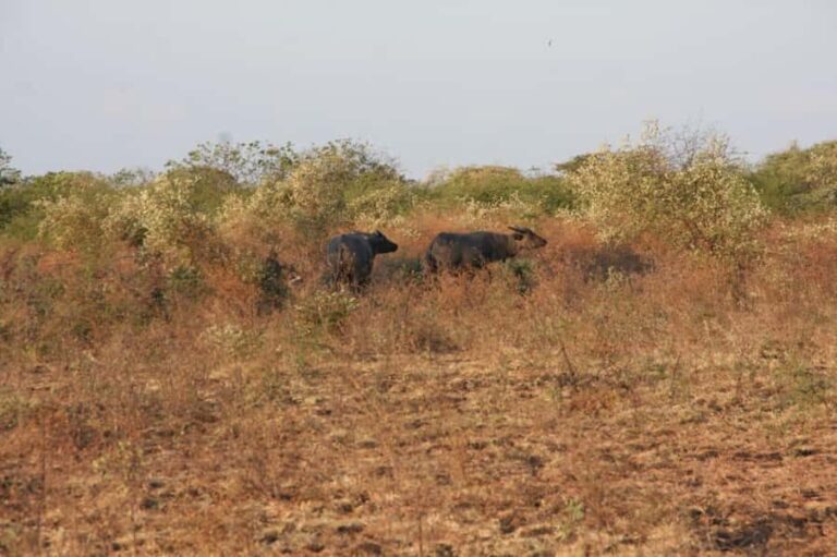 Banyuwangi: Jagir Waterfall & Baluran National Park Tour - What to Expect from the Experience