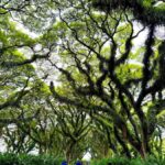 Banyuwangi: Jawatan Forest, Island Hopping, & Sunset Tour - Exploring the Jawatan Forest: The "Lord of the Rings" of Banyuwangi