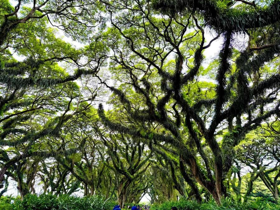 Banyuwangi: Jawatan Forest, Island Hopping, & Sunset Tour - Exploring the Jawatan Forest: The "Lord of the Rings" of Banyuwangi