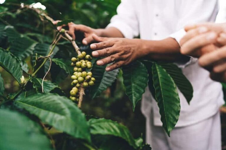 Banyuwangi: Kalibaru Train Adventure & Cultural Tour - Practical Details & What to Expect